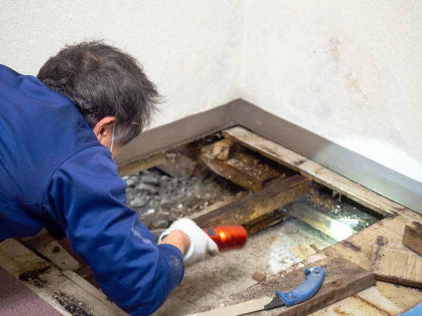 Best DIY Mold Remediation Support Services in Wolfdale, PA