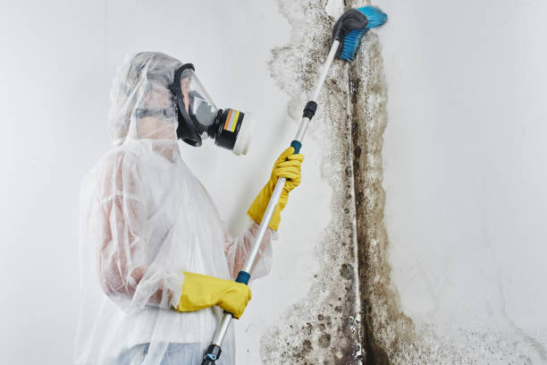Best Mold Remediation for Specific Building Types in Wolfdale, PA