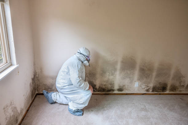 Best Residential Mold Remediation in Wolfdale, PA